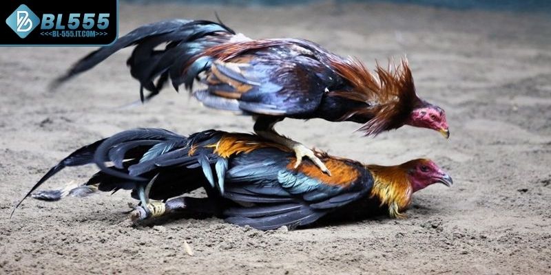 Bí quyết cá cược đá gà cựa sắt luôn thắng