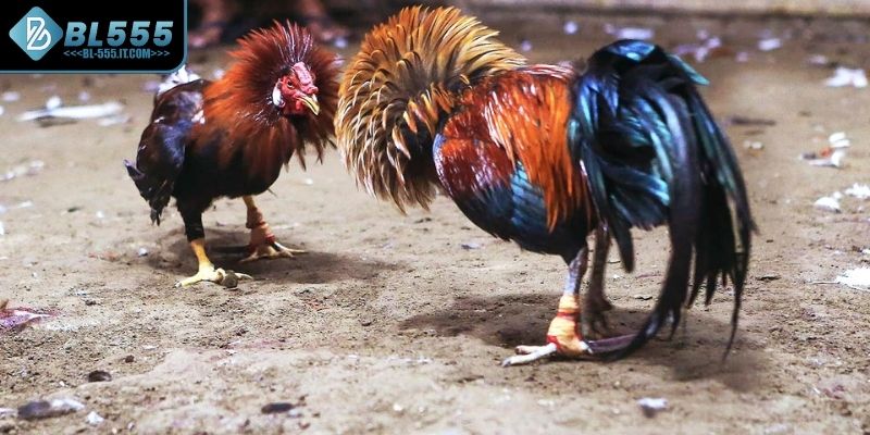 Tìm hiểu về đá gà cựa sắt là gì?